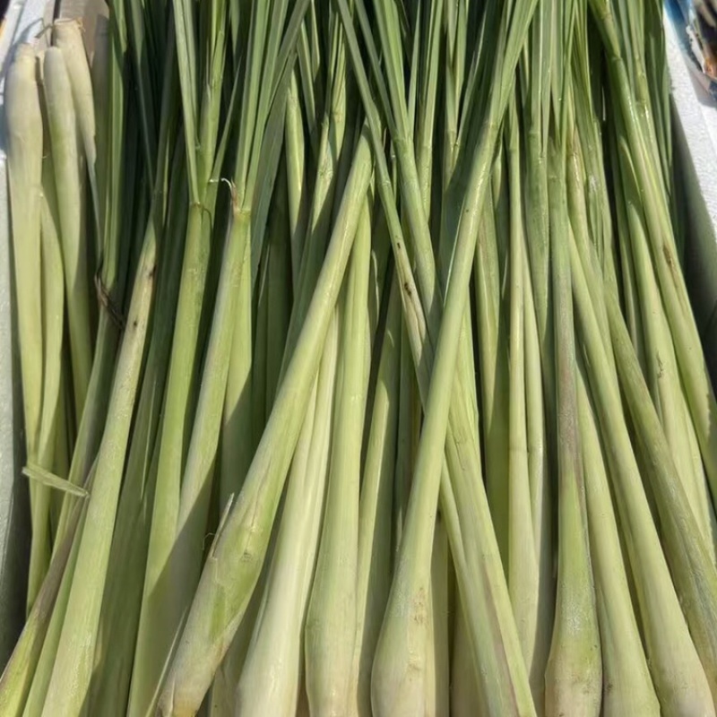 香茅草