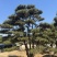造型松