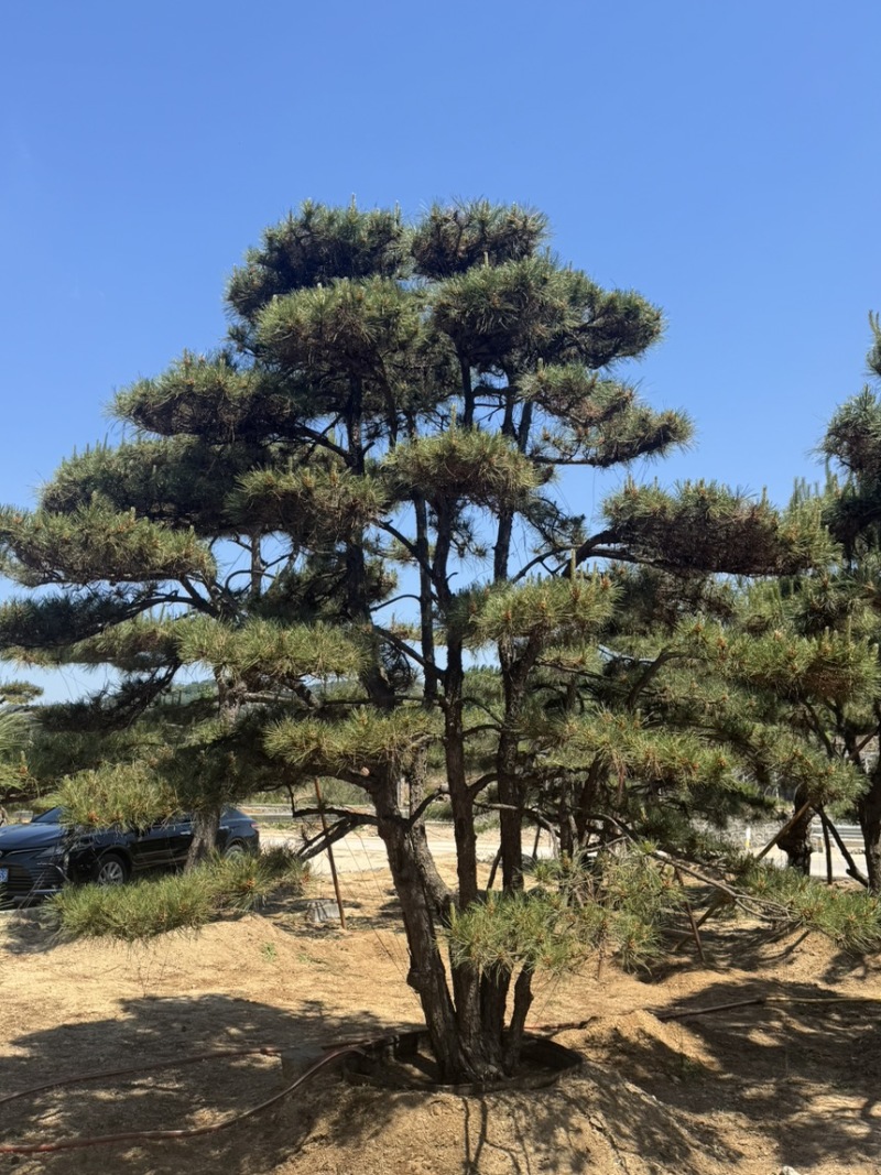造型松
