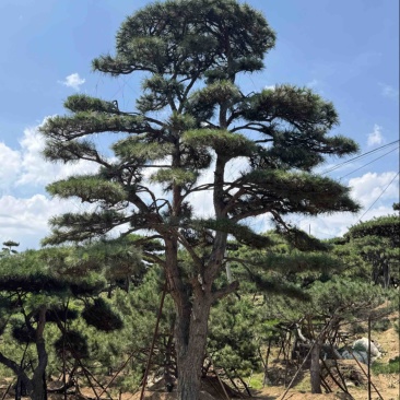 造型松