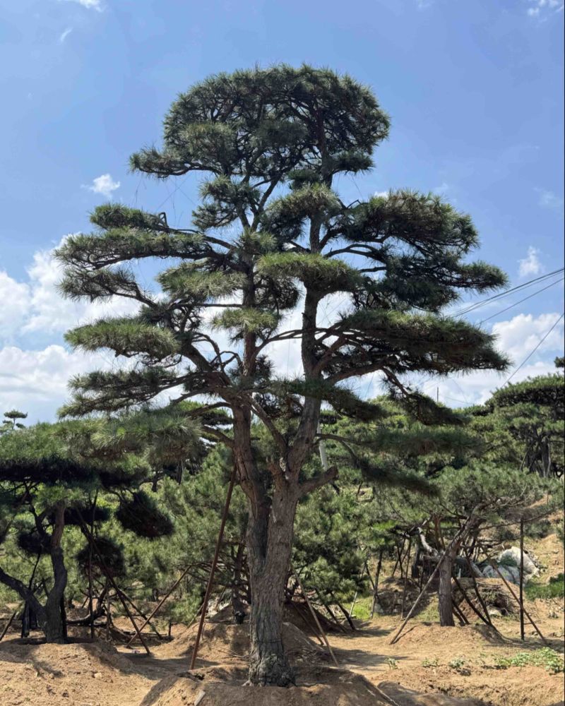 造型松