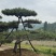 造型松
