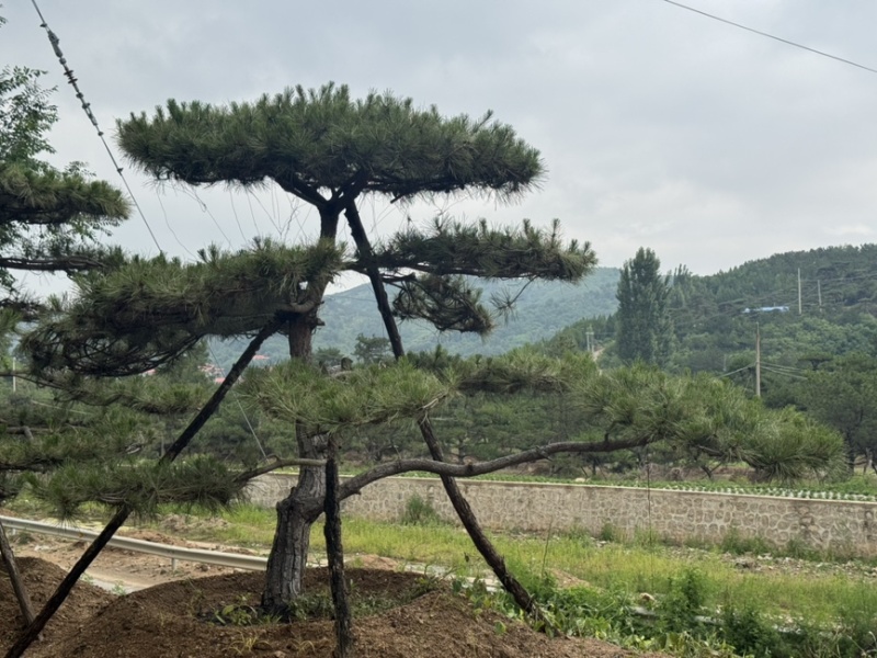 造型松
