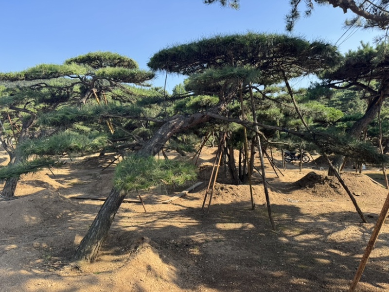 造型松