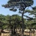 造型松