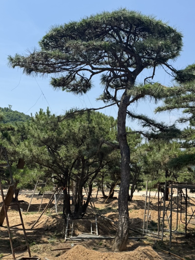 造型松