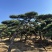 造型松