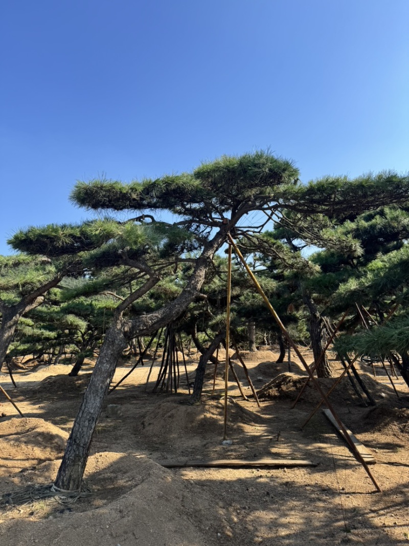 造型松