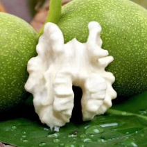 大凉山青皮核桃大优一号大量上市代发批发一手货源