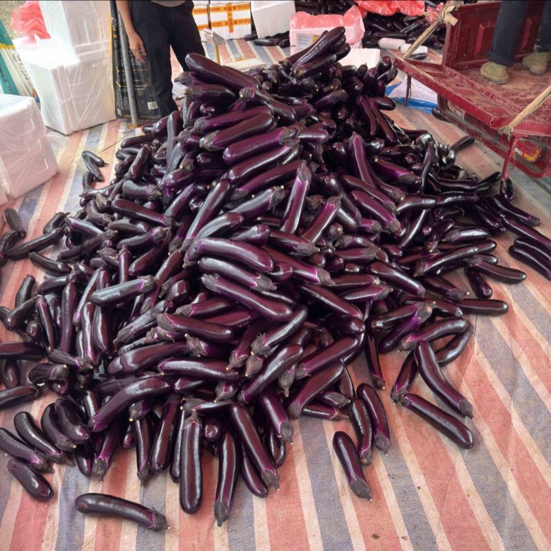 ｛特卖｝贵州茄子🍆精品烧烤茄产地直发保质保量全国供货