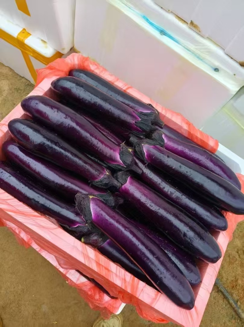 ｛特卖｝贵州茄子🍆精品烧烤茄产地直发保质保量全国供货