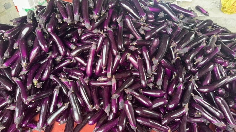 ｛特卖｝贵州茄子🍆精品烧烤茄产地直发保质保量全国供货