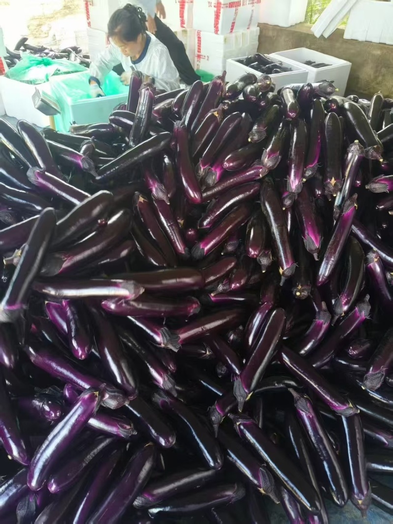｛特卖｝贵州茄子🍆精品烧烤茄产地直发保质保量全国供货