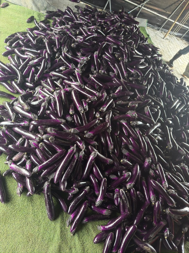 ｛特卖｝贵州茄子🍆精品烧烤茄产地直发保质保量全国供货
