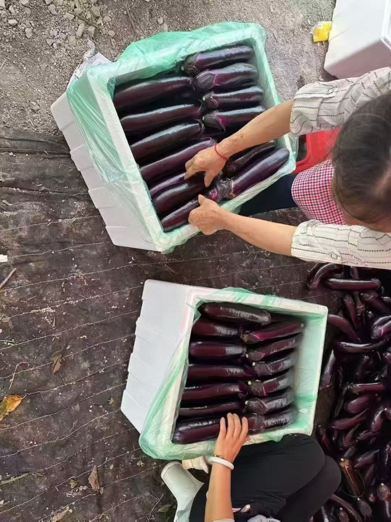 ｛特卖｝贵州茄子🍆精品烧烤茄产地直发保质保量全国供货
