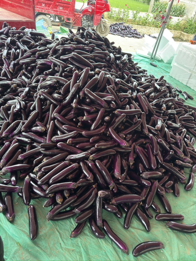 ｛特卖｝贵州茄子🍆精品烧烤茄产地直发保质保量全国供货