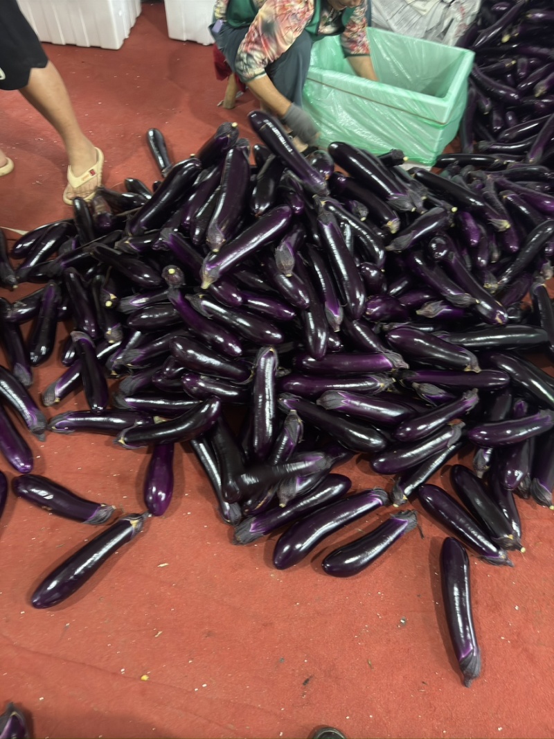 ｛特卖｝贵州茄子🍆精品烧烤茄产地直发保质保量全国供货