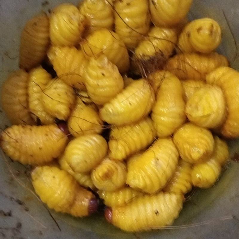 竹虫批发零售，个大肥美