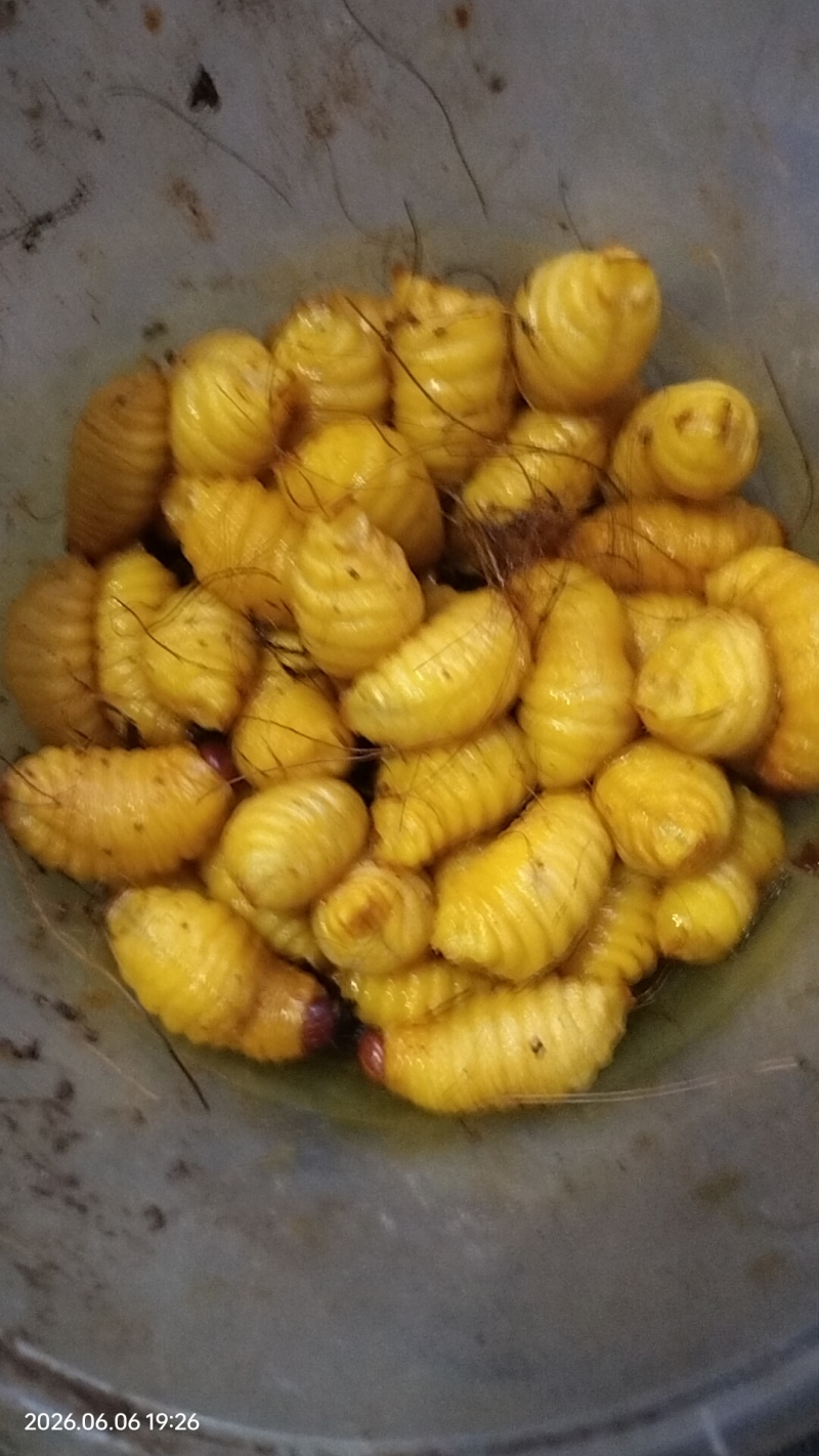竹虫批发零售，个大肥美