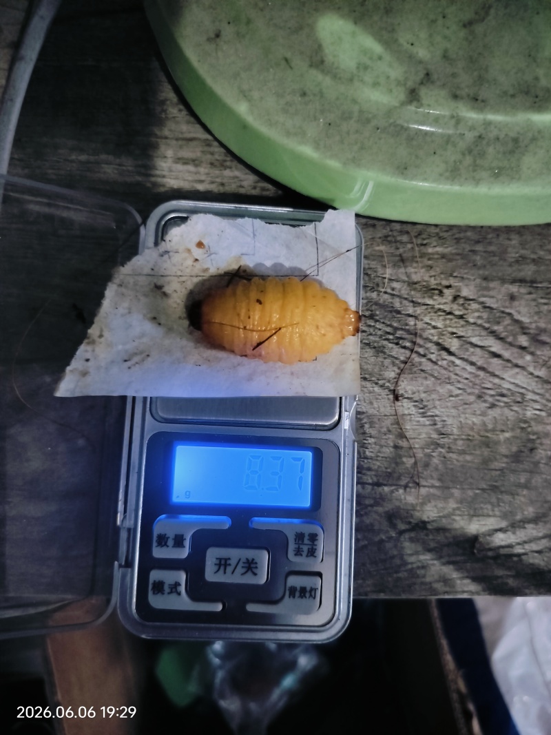 竹虫批发零售，个大肥美