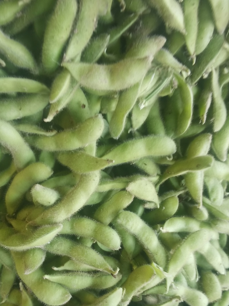 毛豆