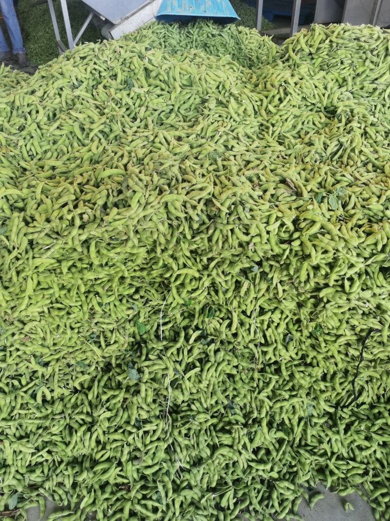 毛豆