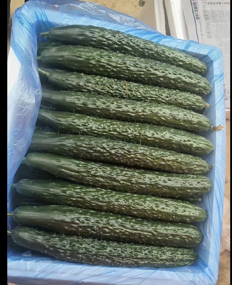 (时价）贵州精品密刺黄瓜青瓜基地直发大量供应