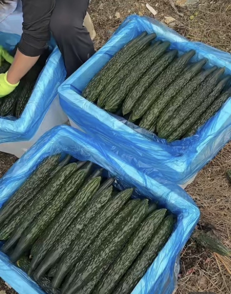 (时价）贵州精品密刺黄瓜青瓜基地直发大量供应