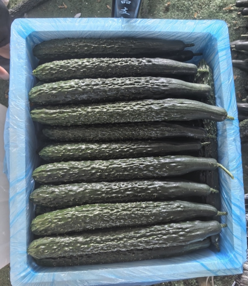 (时价）贵州精品密刺黄瓜青瓜基地直发大量供应