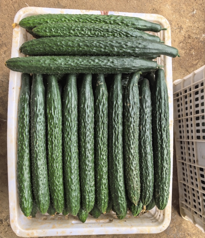 (时价）贵州精品密刺黄瓜青瓜基地直发大量供应