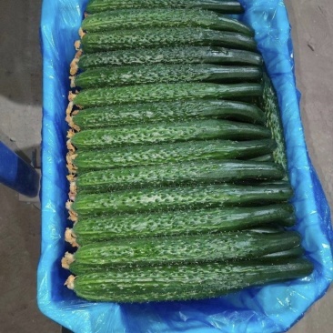 (时价)贵州精品密刺黄瓜青瓜基地直发大量供应
