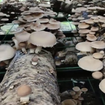 鲜马桑菌