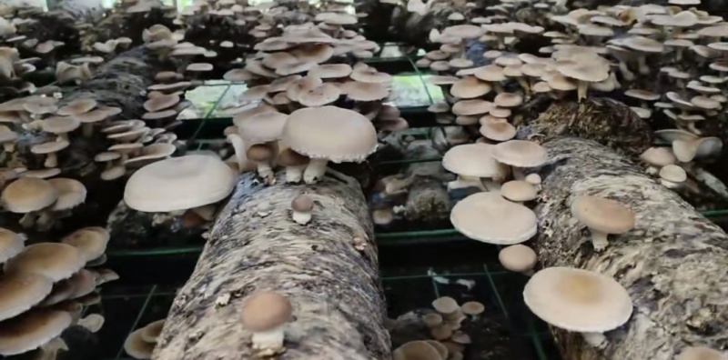 鲜马桑菌