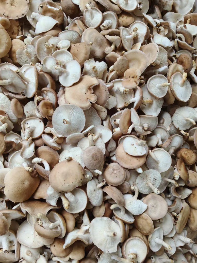 鲜马桑菌