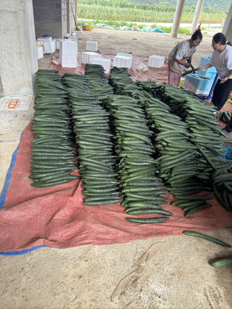 贵州密刺黄瓜，青瓜，现摘现发，量大质优，产地直供