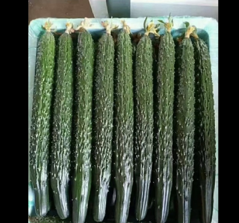 贵州精品密刺黄瓜，电商，食堂，产地直发货源充足