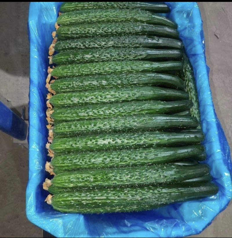 贵州精品密刺黄瓜，电商，食堂，产地直发货源充足