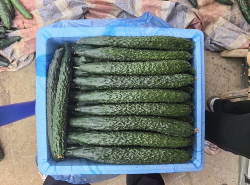 贵州精品密刺黄瓜，电商，食堂，产地直发货源充足