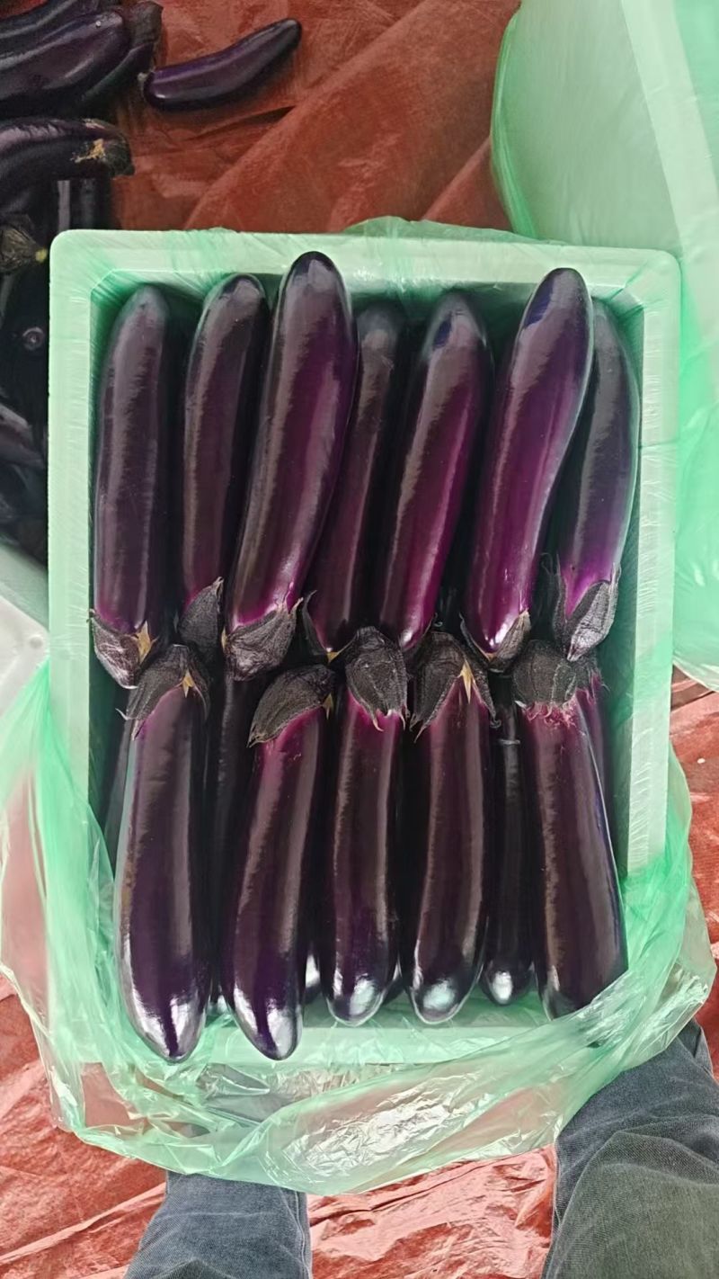 贵州紫长茄烧烤茄大量提供品质保证