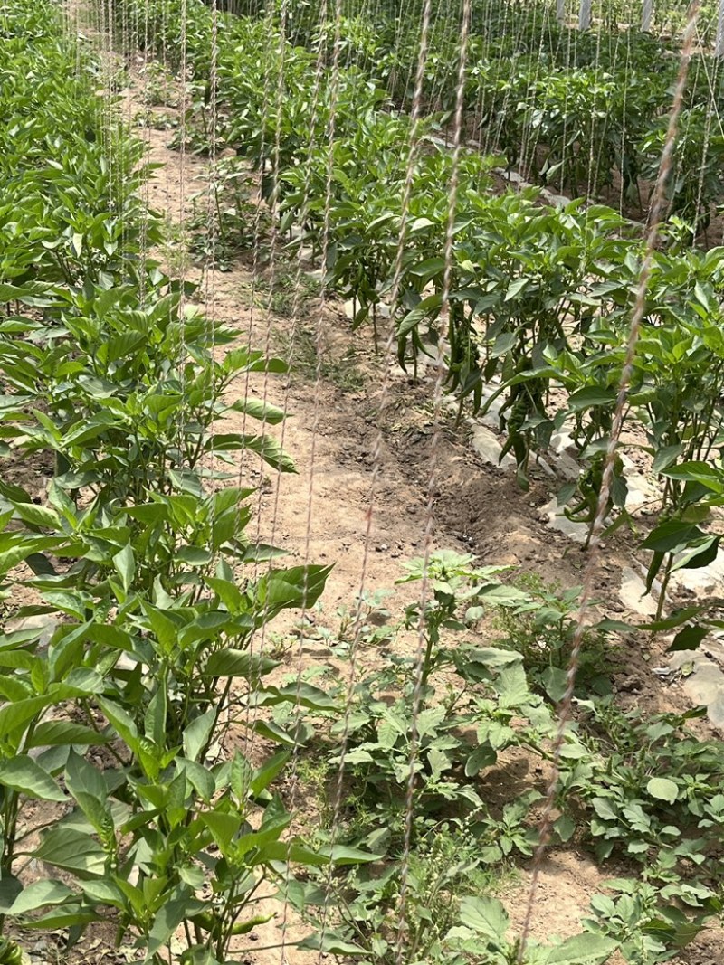 大棚蔬菜出售