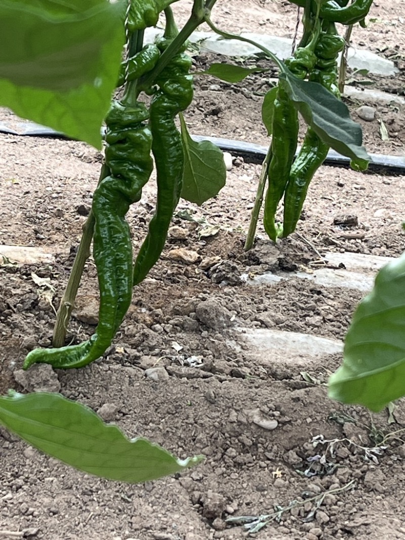 大棚蔬菜出售
