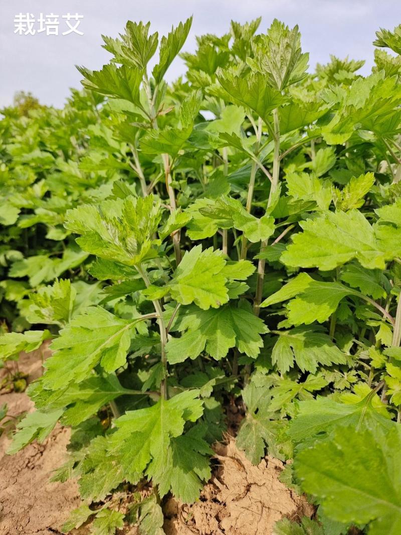 陈艾菖蒲端午节礼品包，物业社区工厂公司送礼必备