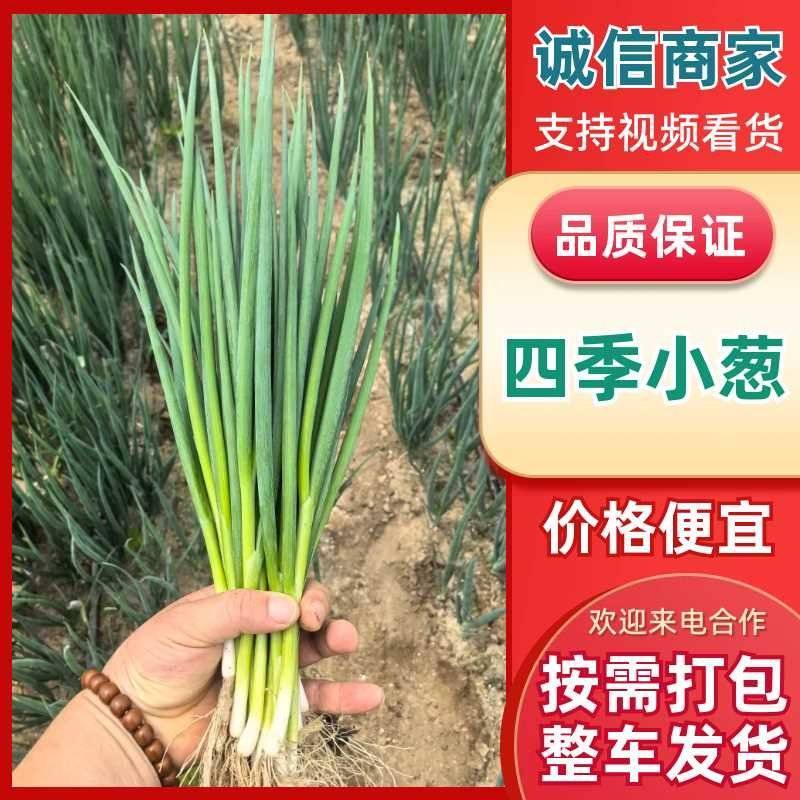 东北小葱粗细均匀颜色深绿直立性好当日分拣按需装货