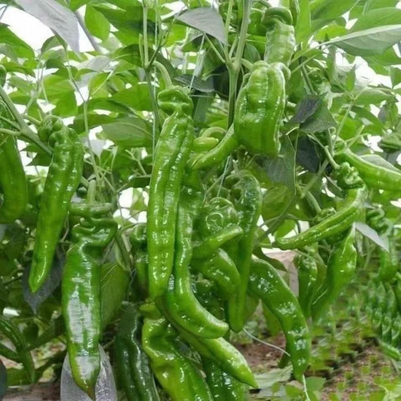 山东新鲜现摘螺丝椒香辣薄皮中微辣土辣椒农家自种螺丝青椒蔬