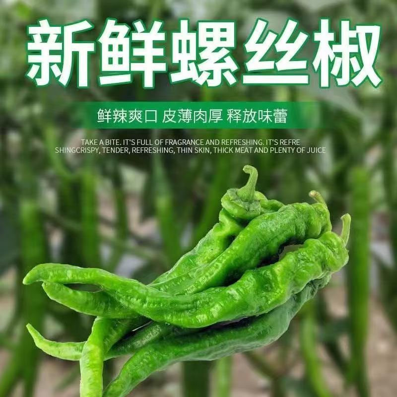 山东新鲜现摘螺丝椒香辣薄皮中微辣土辣椒农家自种螺丝青椒蔬