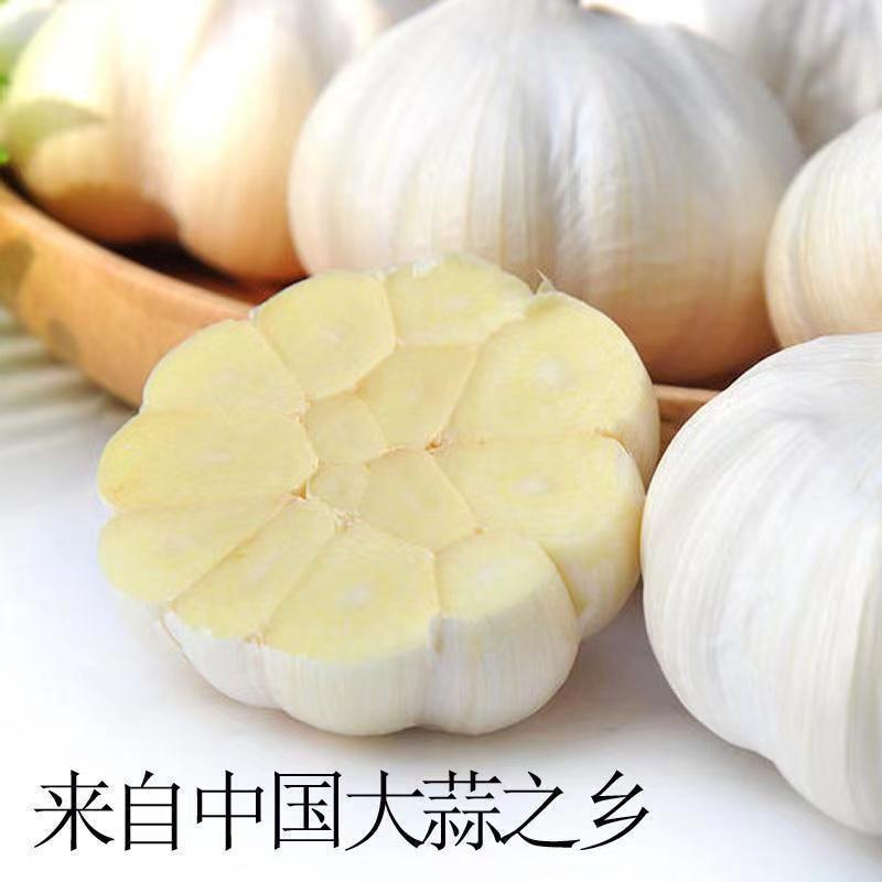 山东新鲜白皮大蒜，大量上市产地直发。