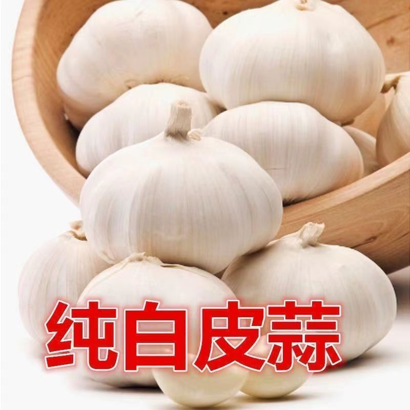 山东新鲜白皮大蒜，大量上市产地直发。