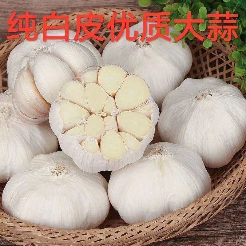 山东新鲜白皮大蒜，大量上市产地直发。