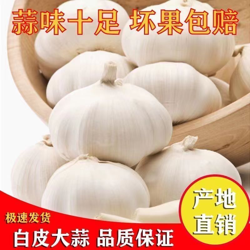 山东新鲜白皮大蒜，大量上市产地直发。