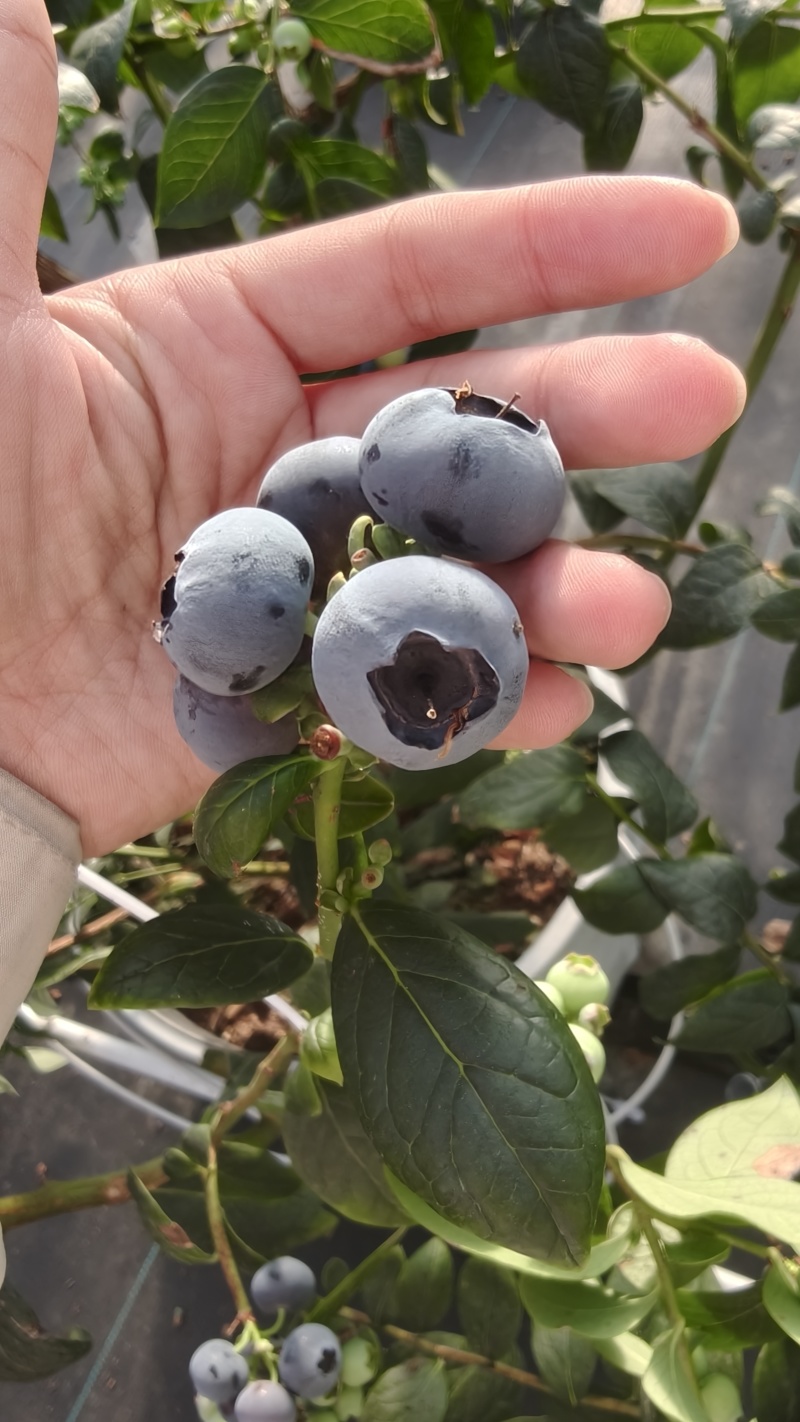 蓝莓